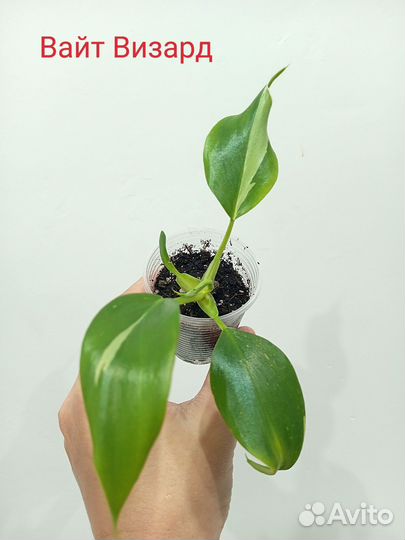 Филодендроны сортовые