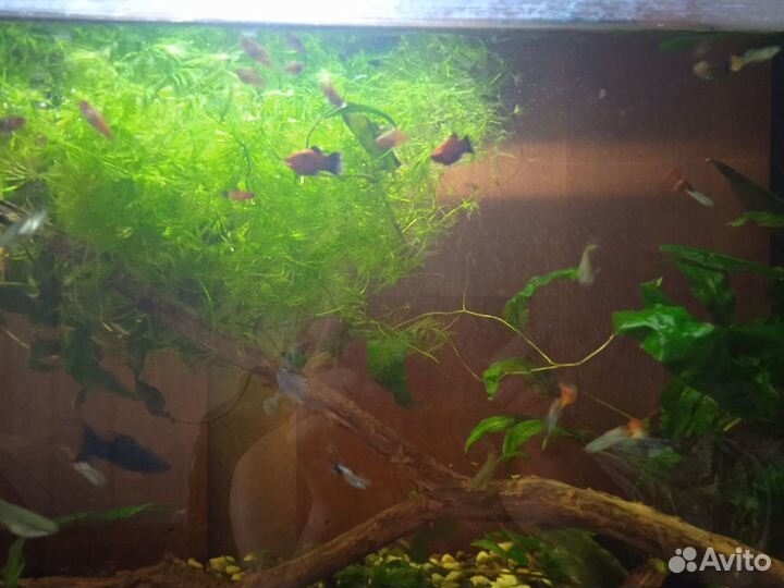 Мальки гуппи