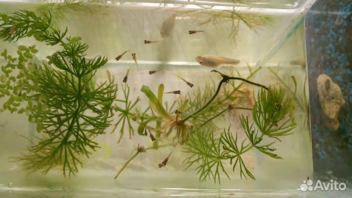 Аквариумные рыбки гуппи, сомики, скалярии