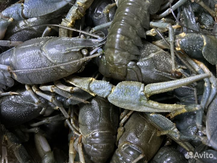 Живые раки оптом