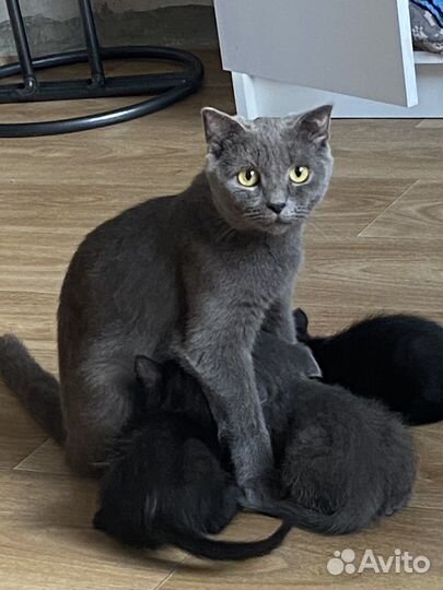 Британские котята