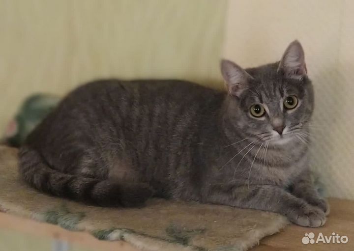 Красивая молодая кошечка ищет дом