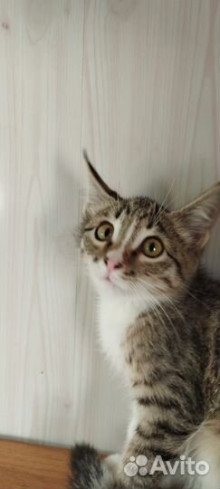 Котенок мальчик