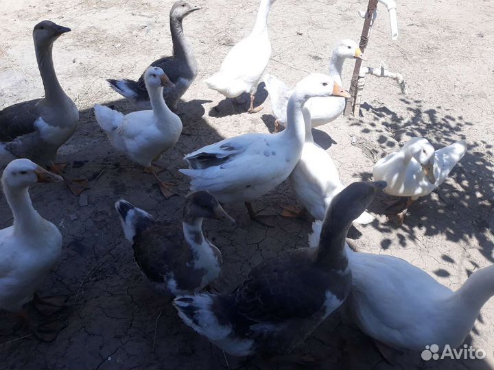 Муларды гуси