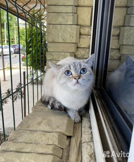 Британская мраморная шиншилла кошка