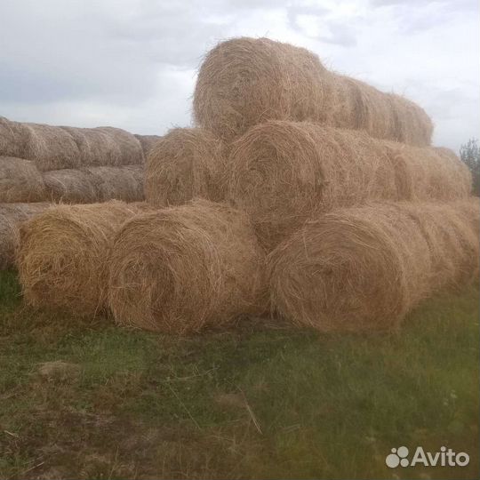 Продам сено в рулонах