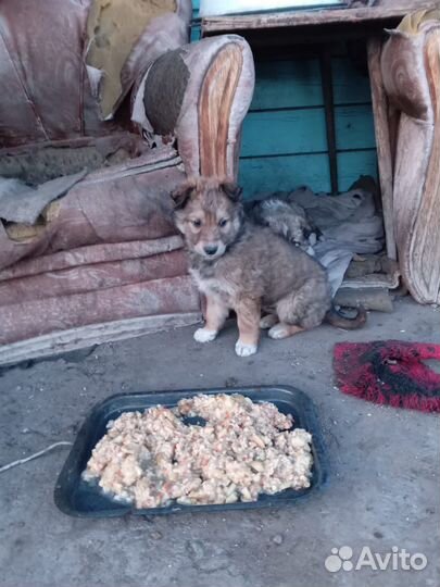 Дворняшки крупные для охраны