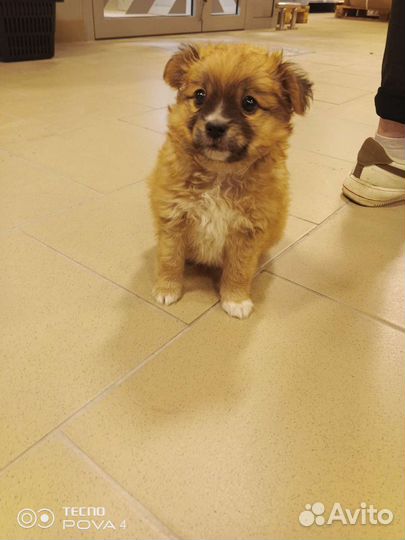 Щенок в добрые руки маленькой собаки