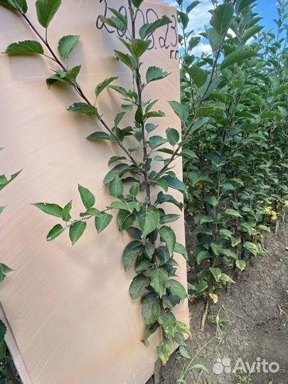 Саженцы яблони Иноред стори М-9