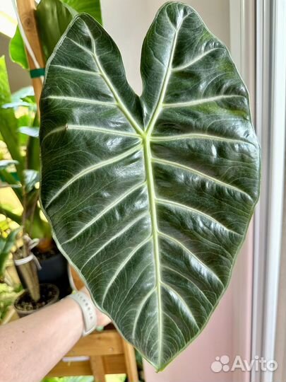 Алоказия блек вельвет, регал шилдс,пинк дракон