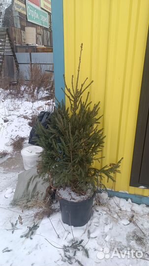 Ель с комом в горшке