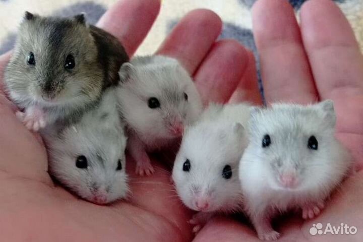 Хомячки на подарки джунгарики