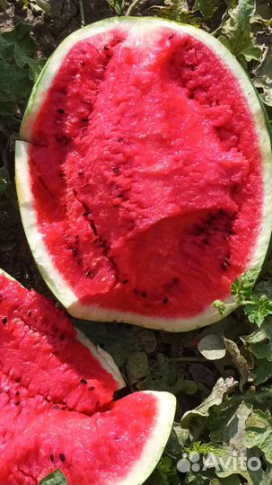 Каристан арбуз