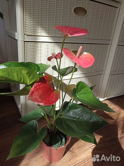 Антуриум Sweet Dream