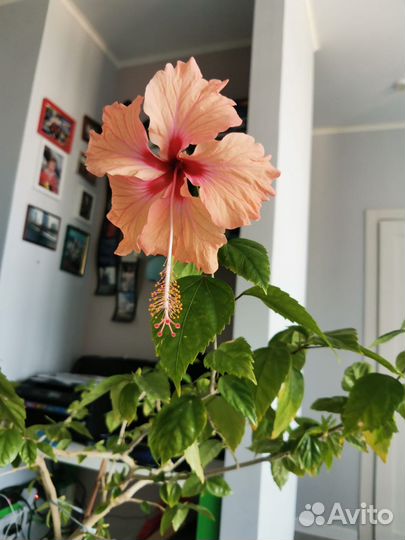 Гибискус китайская роза