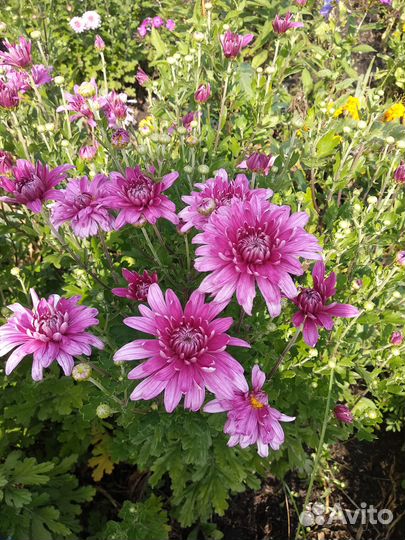 Хризантема