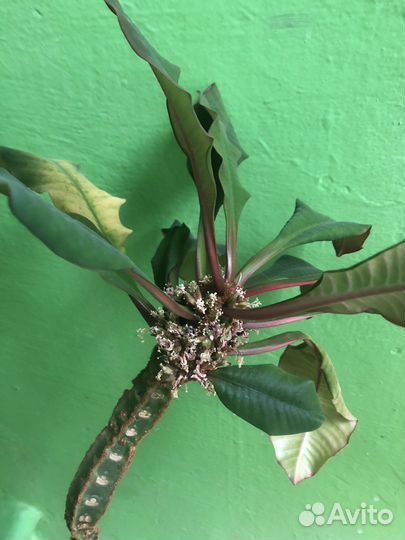 Комнатные растения в дар