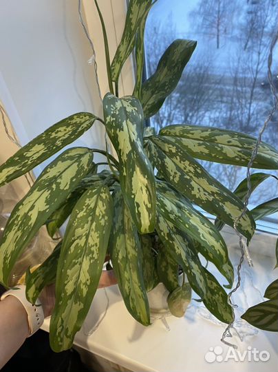 Аглаонема, Цветок комнатный