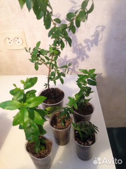 Мирт крупно и мелко листный