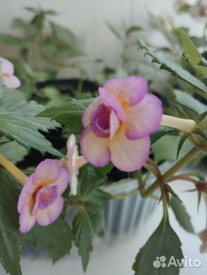 Ахименес tropical dusk