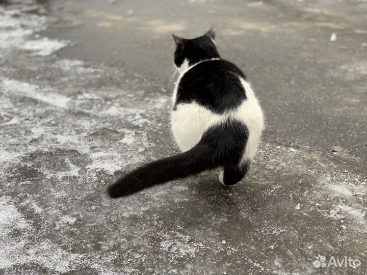 Черно-белый котик с черным носиком