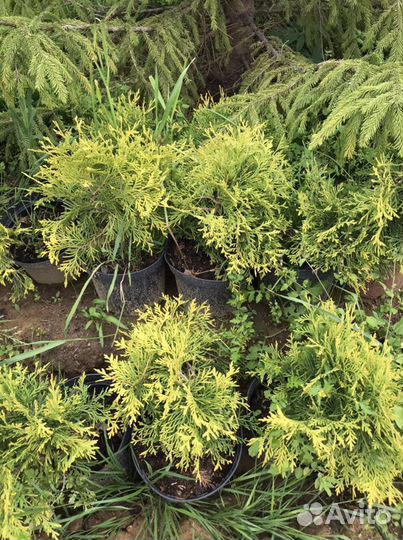 Туя голден глоб