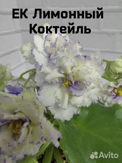 Посаженные листы селекционных фиалок