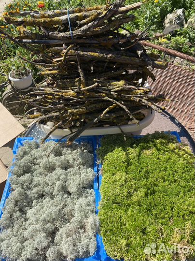 Мох сфагнум живой и сухой