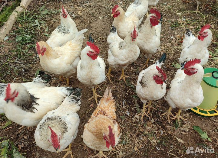 Молодые петухи
