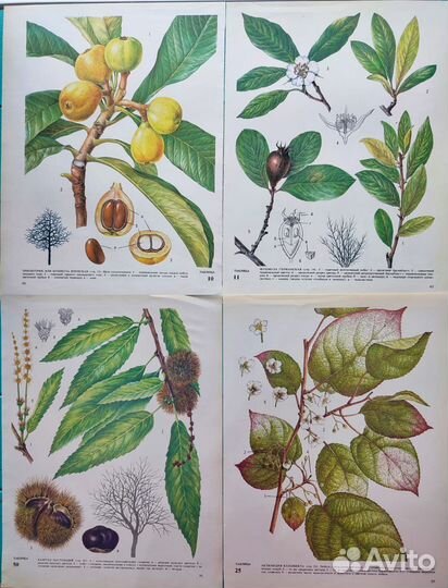 Ботанические иллюстрации фрукты, овощи