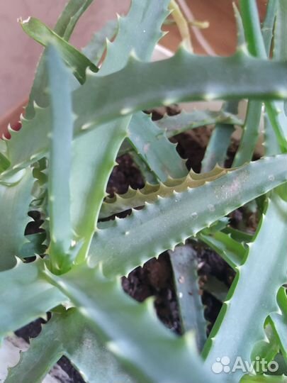 Алоэ лечебный