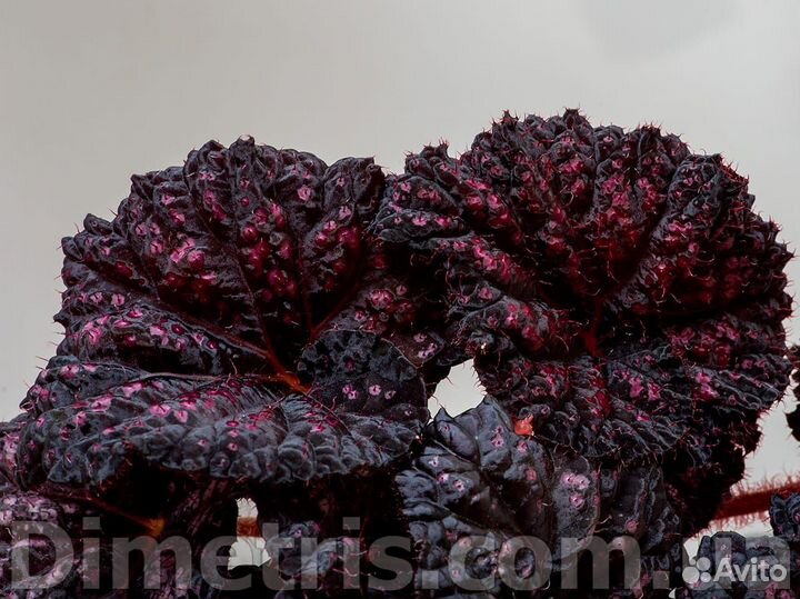 Бегония DS-Baby Flower новый сорт