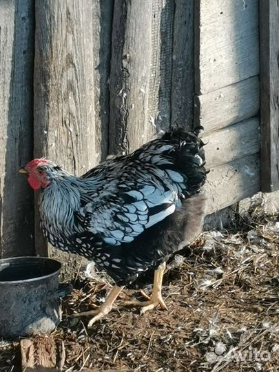 Молодые петухи