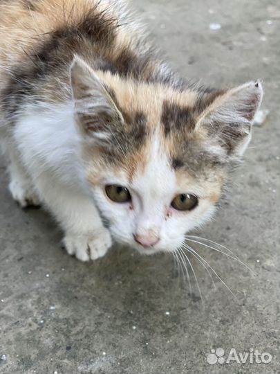 Котята в добрые руки бесплатно