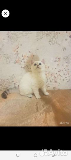 Шотландский кот вязка