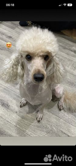 Пудель вязка