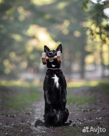 Дрессировка и обучение собак. Кинолог