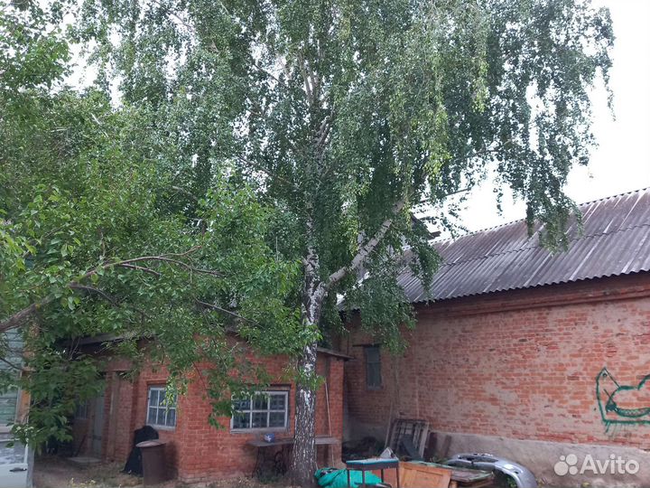 Отдам бесплатно берёзу