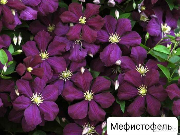Саженцы клематисов