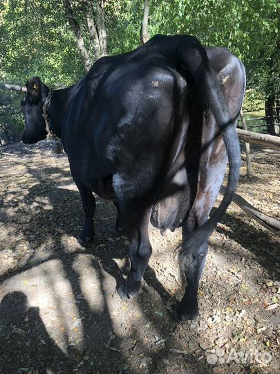 Корова. Ст. Северская