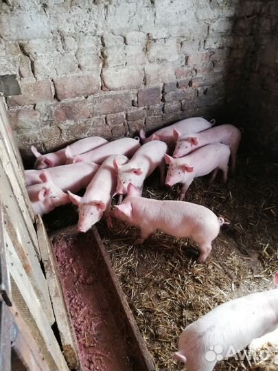 Поросята