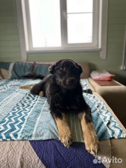 Собака мальчик