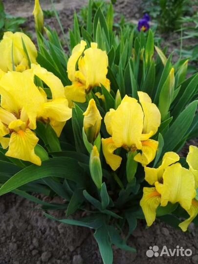 Ирис карликовый, сибирский