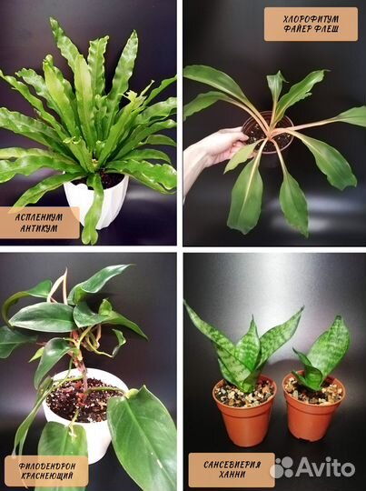 Комнатные растения