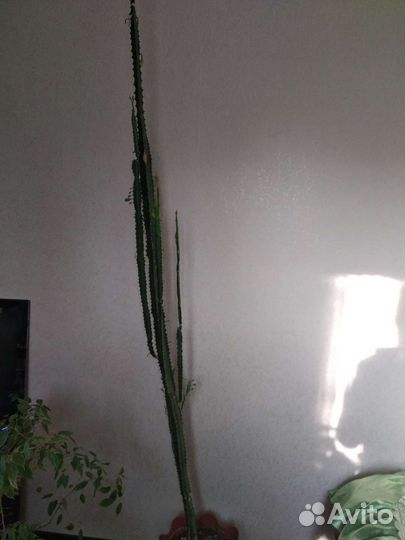 Молочай трехгранный, суккулент