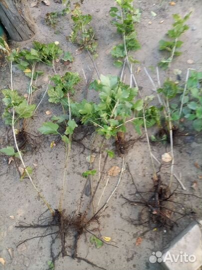 Саженцы красной смородины