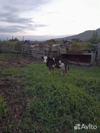 Теленок бычок