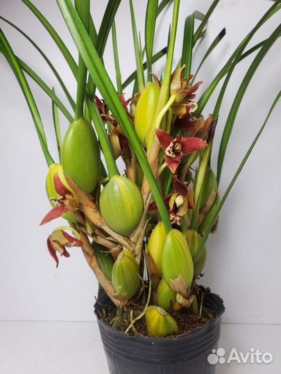 Орхидея максилярия watermelon