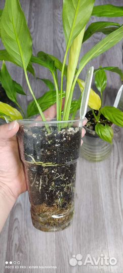 Спатифиллум Лемон глоу