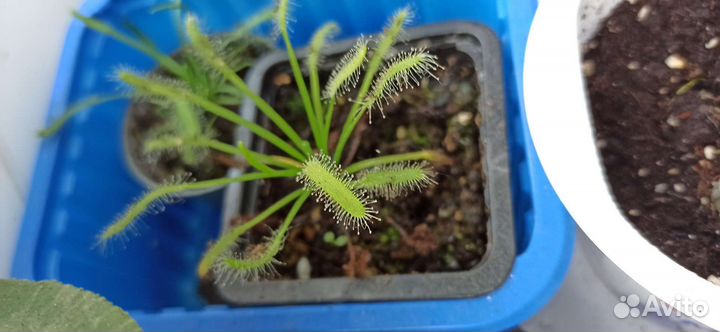 Росянка альба